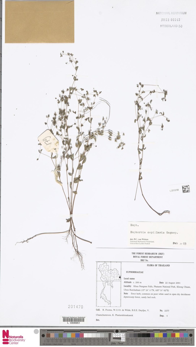 Euphorbia capillaris photo 2