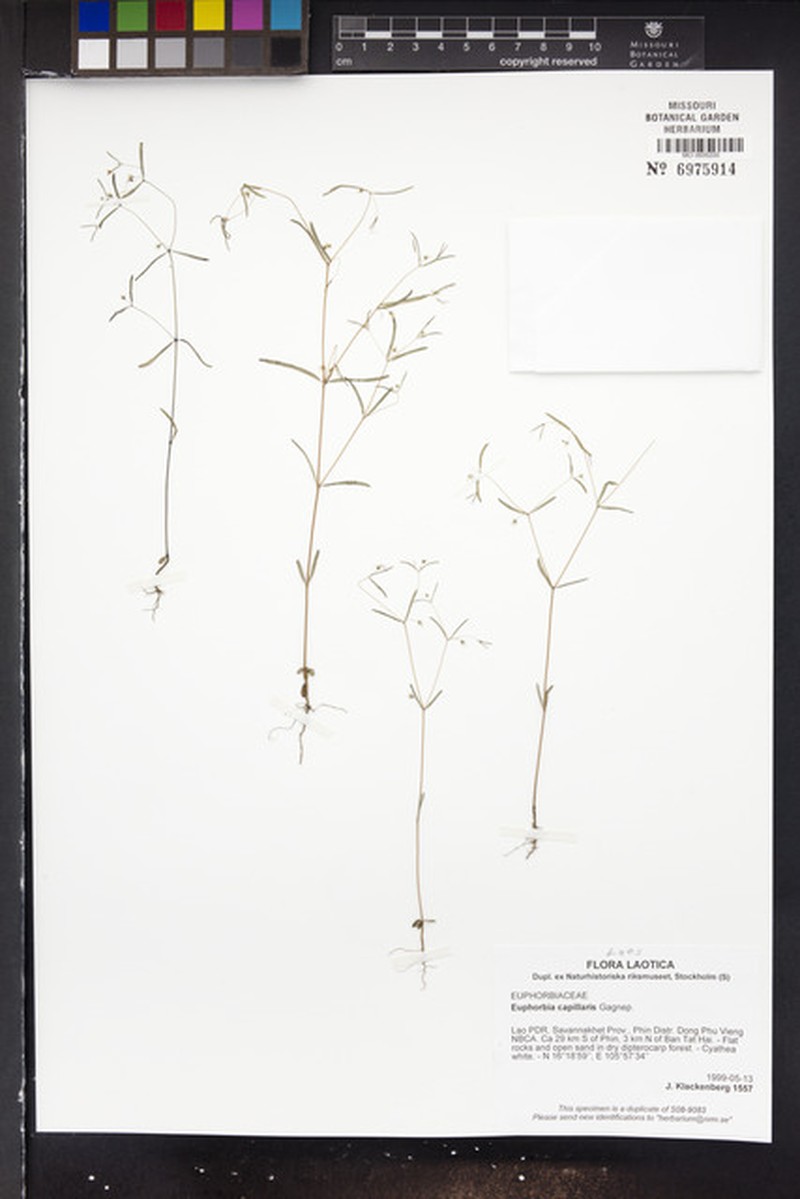 Euphorbia capillaris photo 3