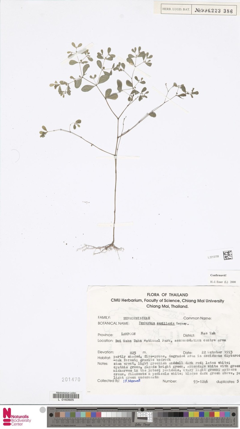 Euphorbia capillaris photo 5