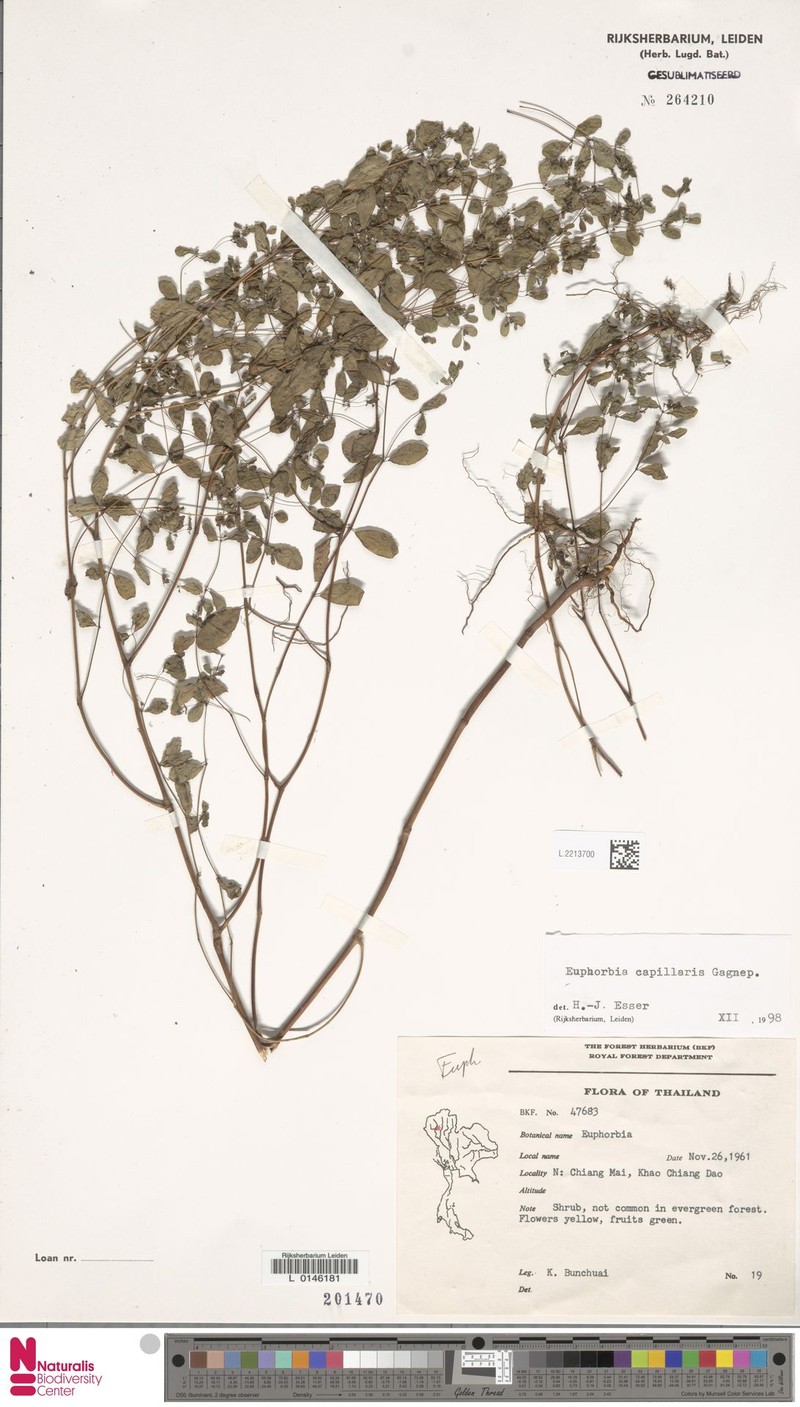 Euphorbia capillaris photo 7
