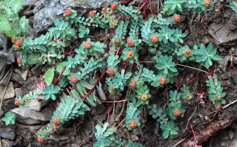 Euphorbia capitulata