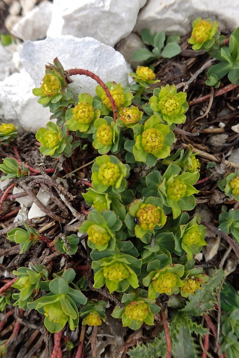 Euphorbia capitulata photo 2
