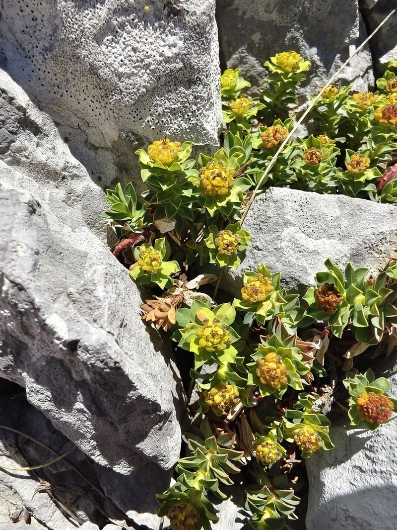 Euphorbia capitulata photo 3