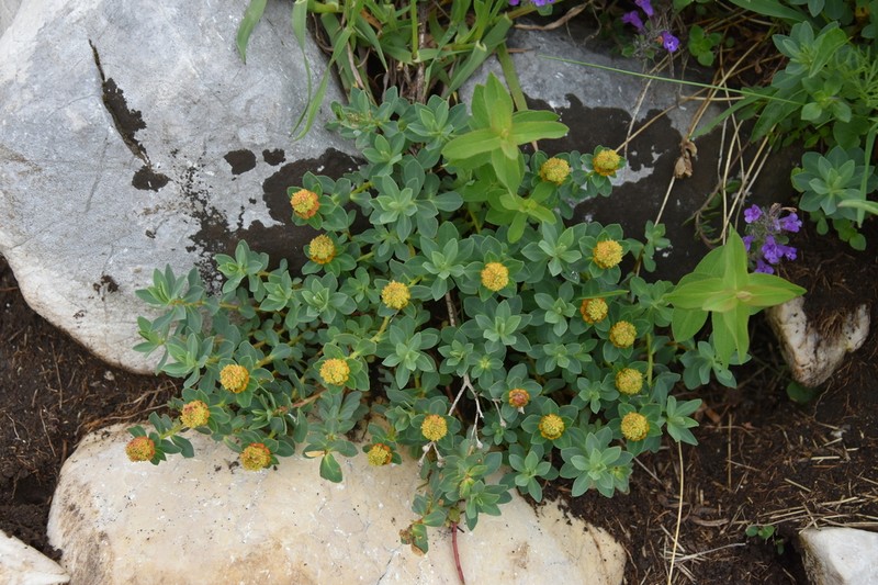 Euphorbia capitulata photo 4