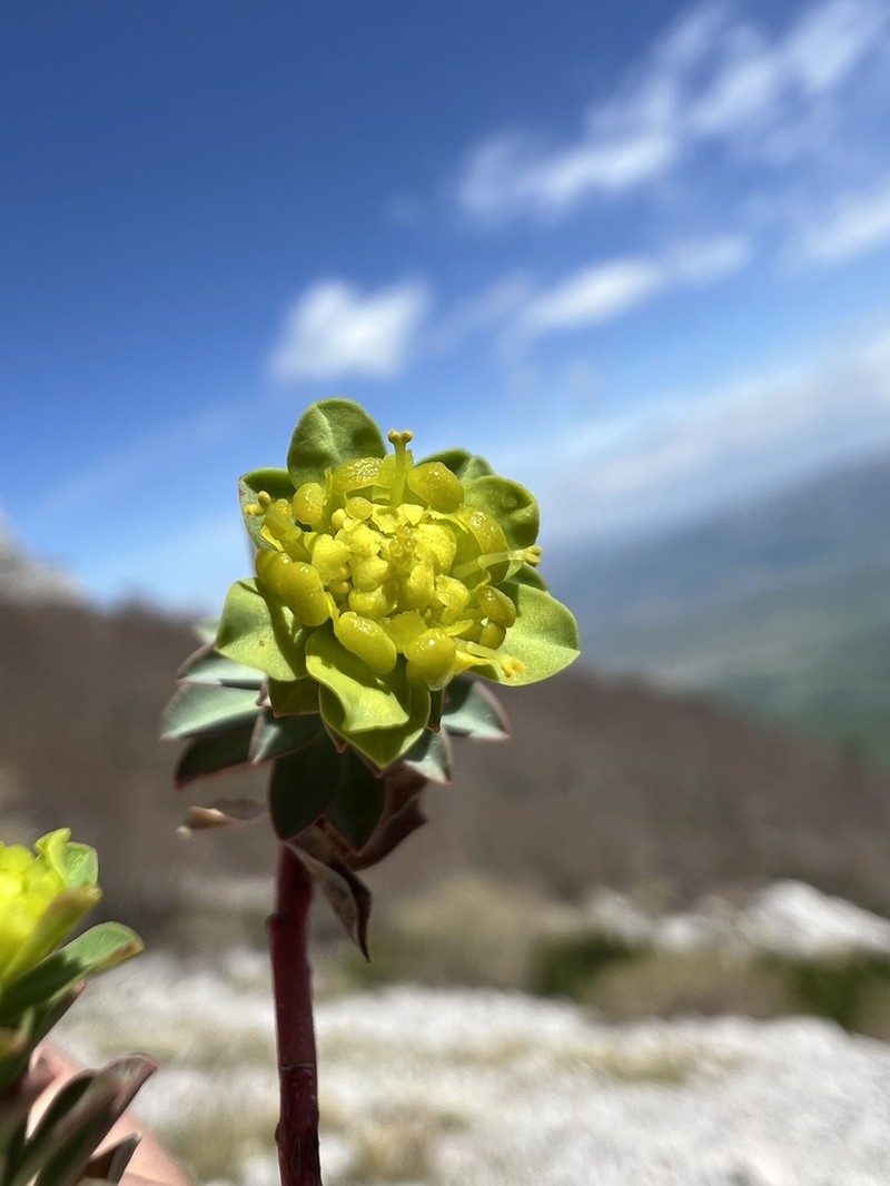 Euphorbia capitulata photo 7