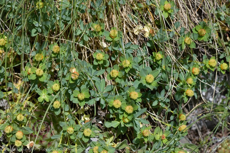 Euphorbia capitulata photo 8