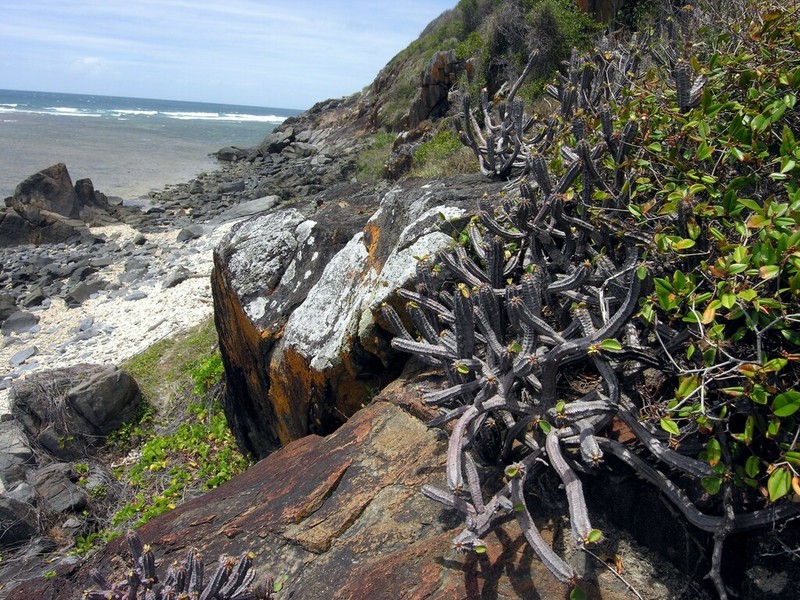 Euphorbia capmanambatoensis photo 2