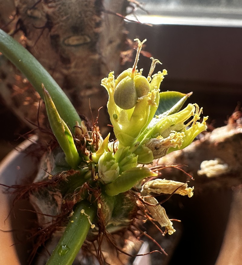Euphorbia capmanambatoensis photo 4