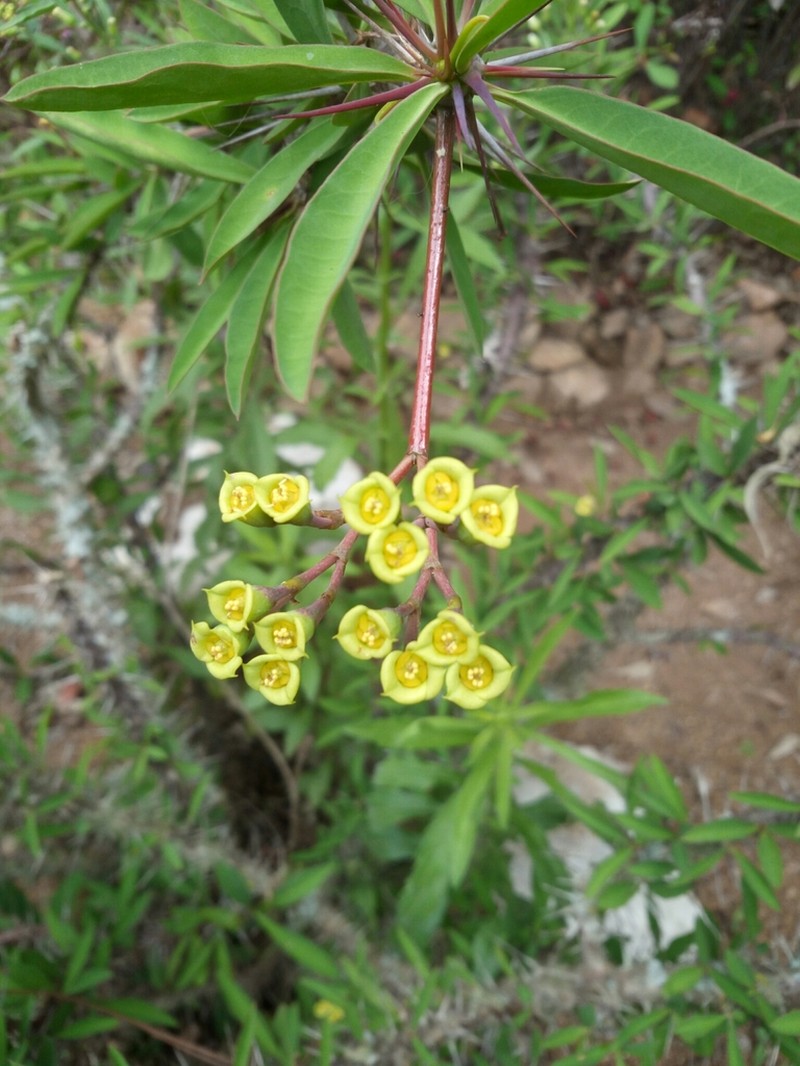 Euphorbia capuronii photo 2