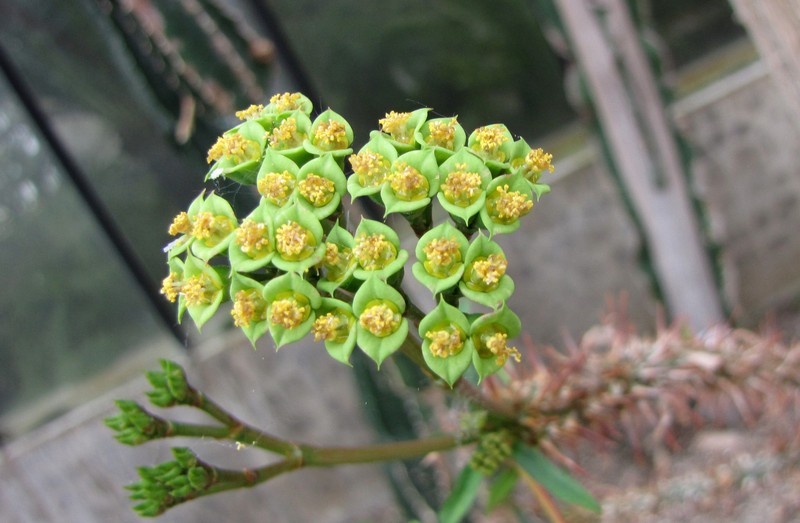 Euphorbia capuronii photo 3