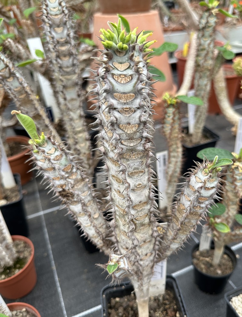Euphorbia caput-aureum