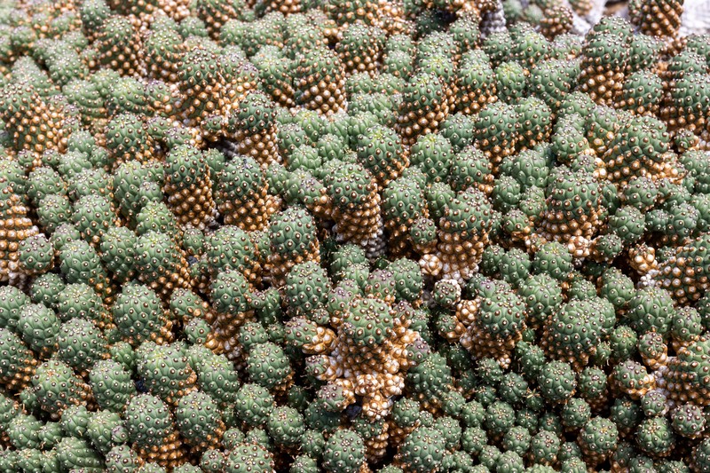 Euphorbia caput-medusae