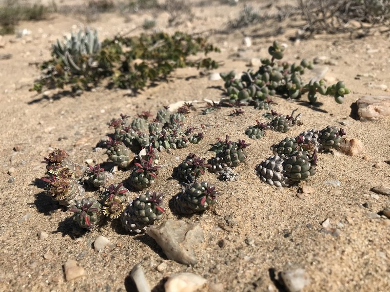 Euphorbia caput-medusae photo 2