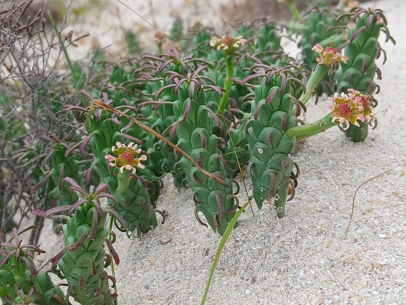 Euphorbia caput-medusae photo 3