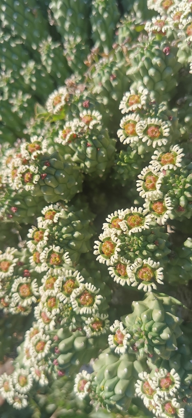 Euphorbia caput-medusae photo 4