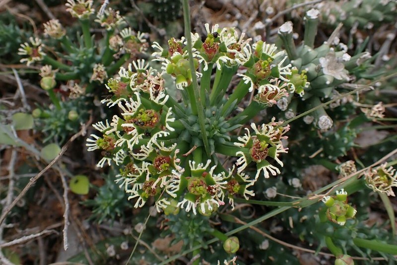Euphorbia caput-medusae photo 5