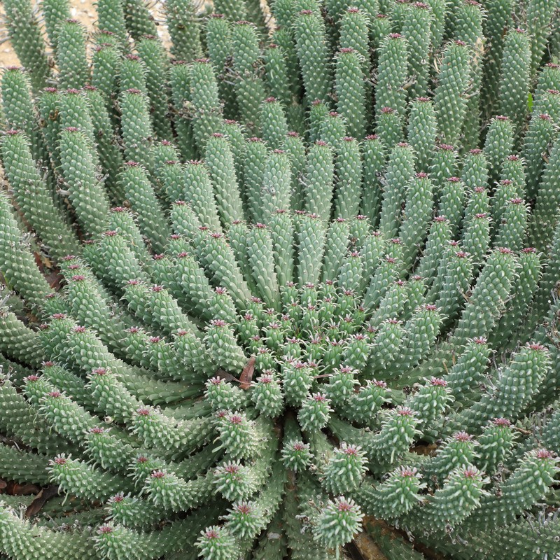 Euphorbia caput-medusae photo 6