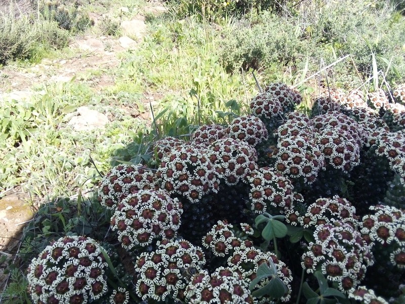 Euphorbia caput-medusae photo 7