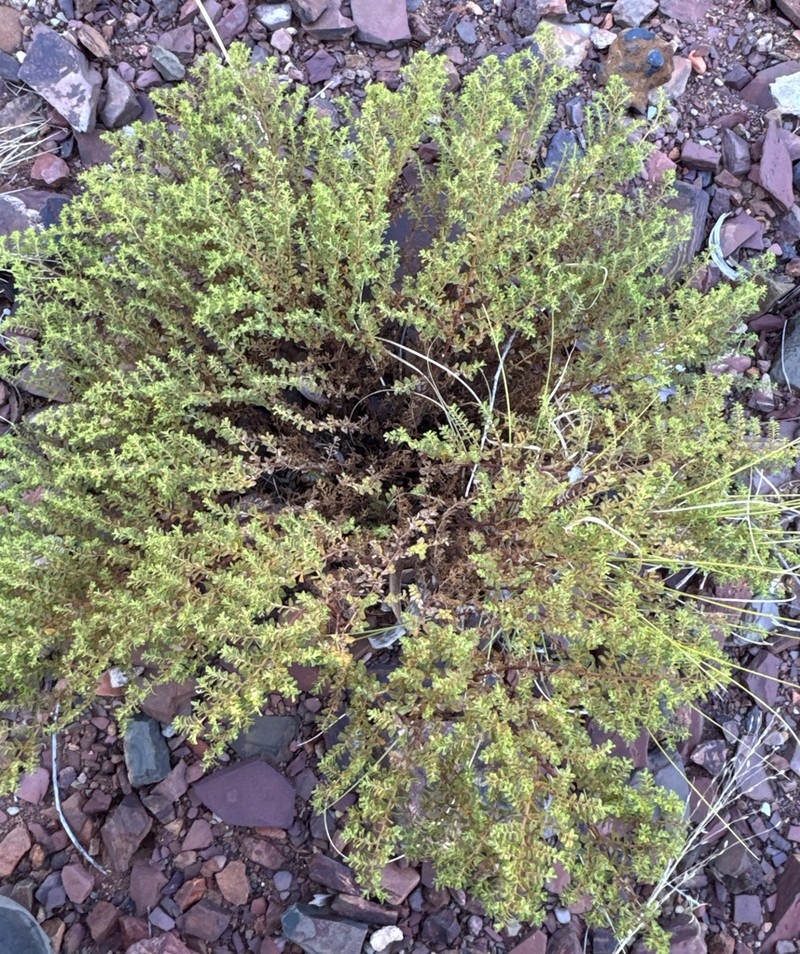 Euphorbia careyi