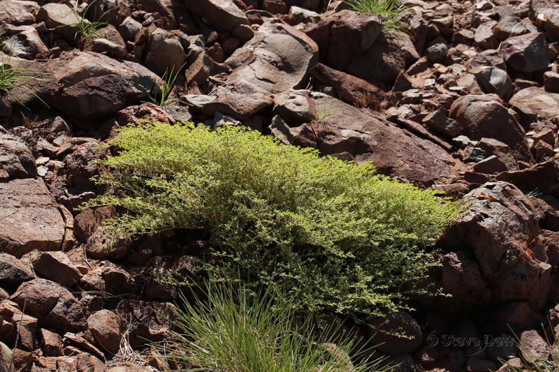 Euphorbia careyi photo 2