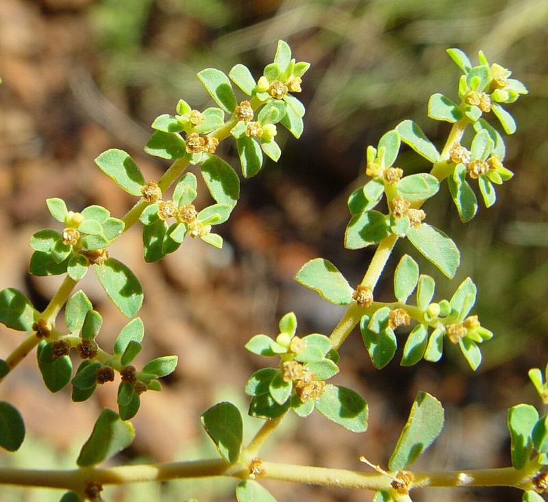 Euphorbia careyi photo 3