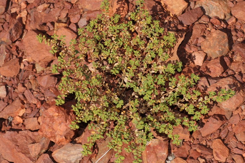 Euphorbia careyi photo 4