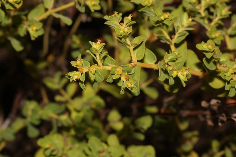 Euphorbia careyi photo 5