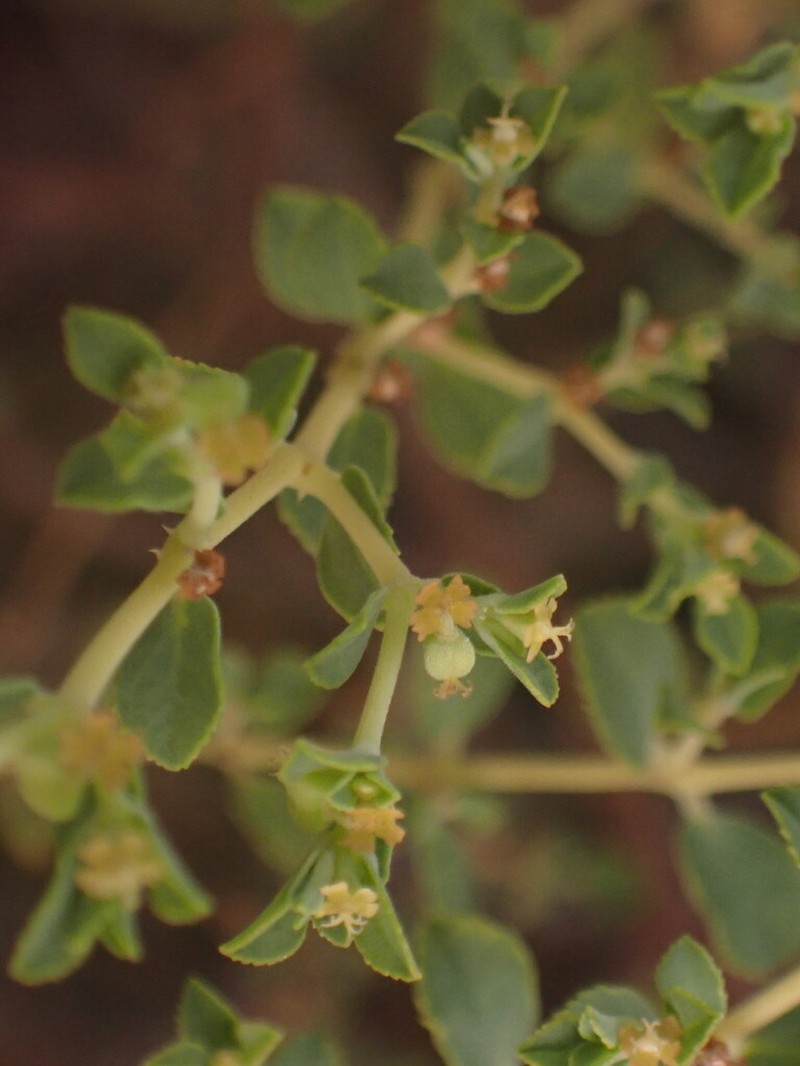 Euphorbia careyi photo 6