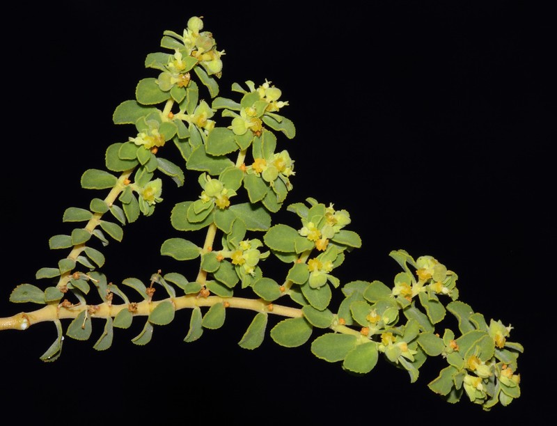 Euphorbia careyi photo 7