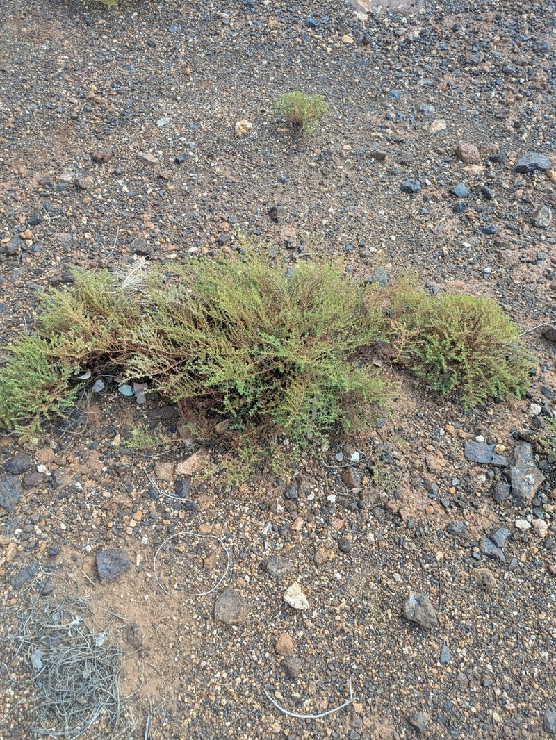 Euphorbia careyi photo 8