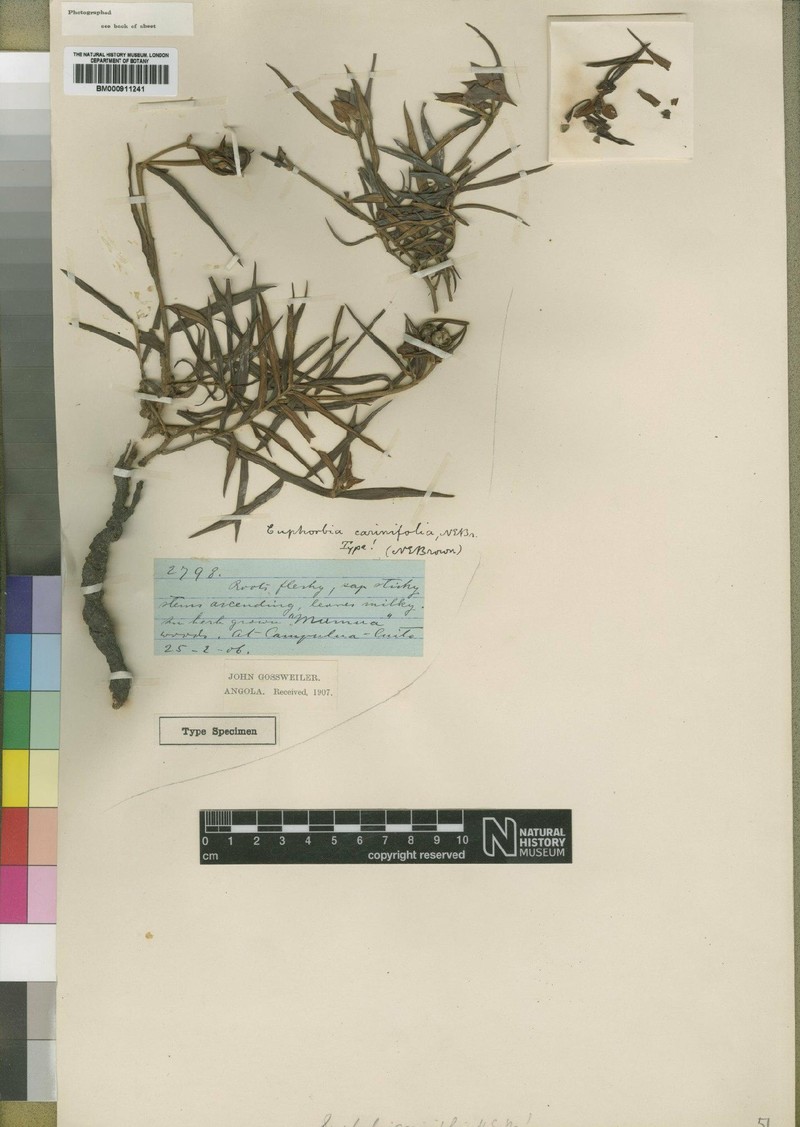 Euphorbia carinifolia photo 2