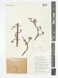 Euphorbia carinulata