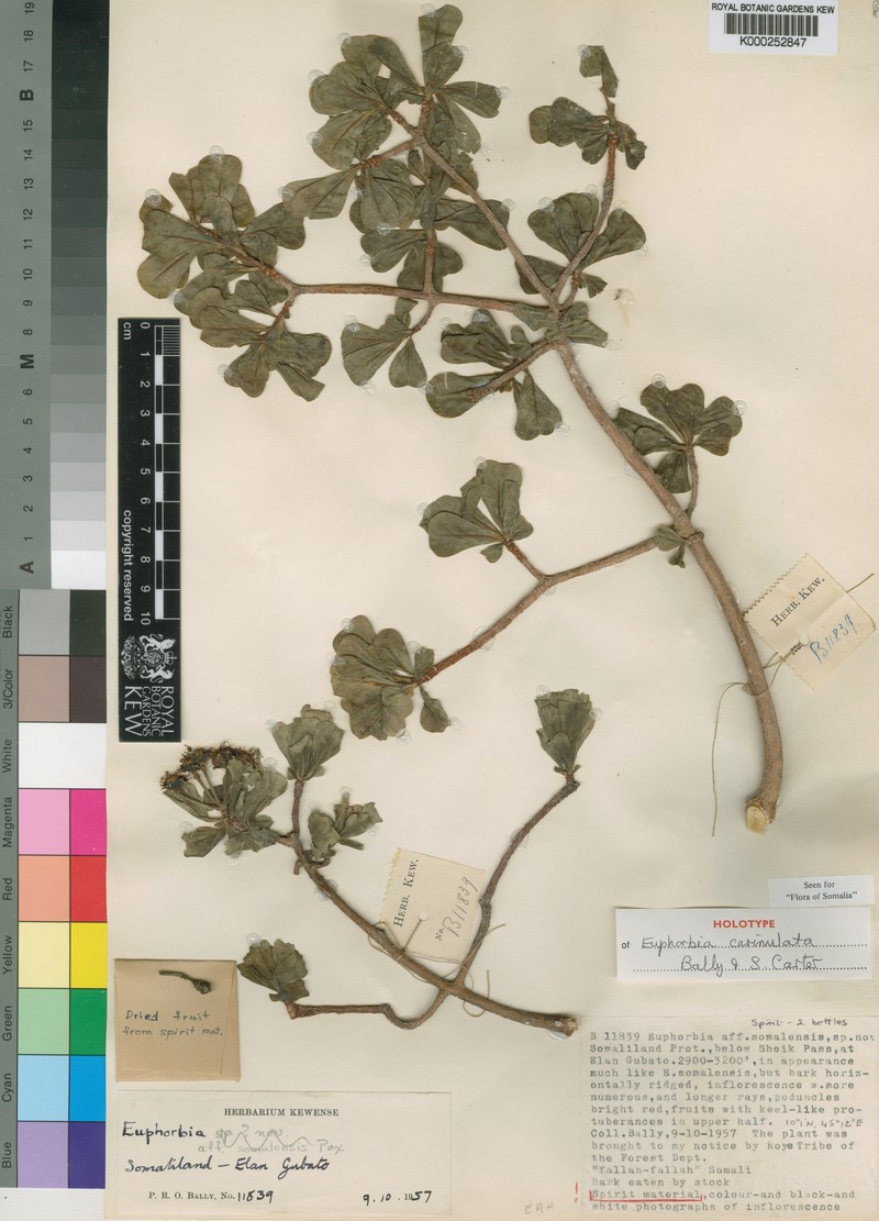 Euphorbia carinulata photo 2