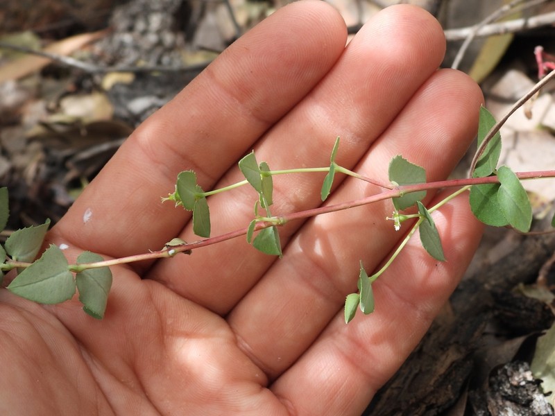 Euphorbia carissoides