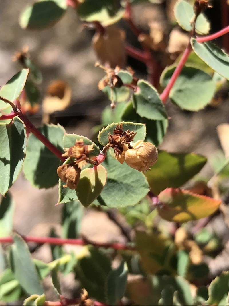 Euphorbia carissoides photo 2