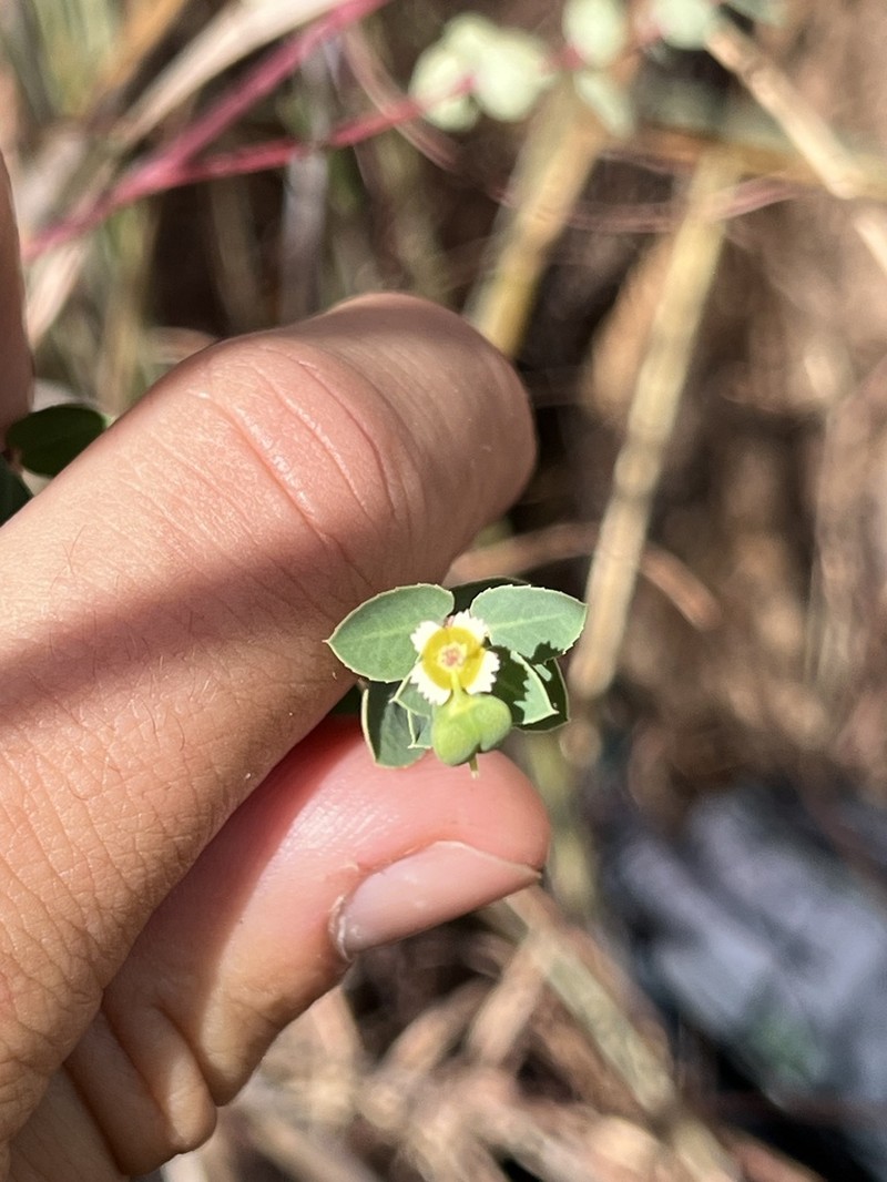 Euphorbia carissoides photo 3