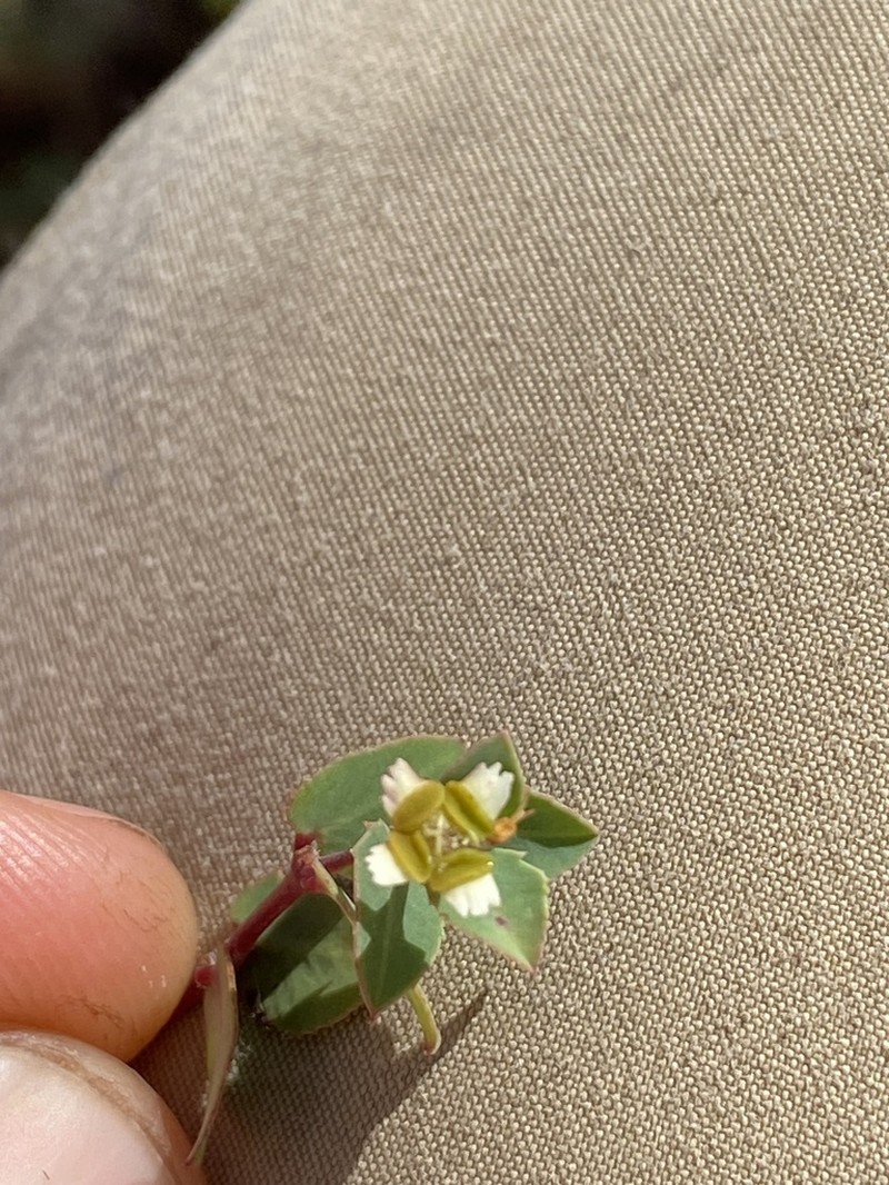 Euphorbia carissoides photo 4