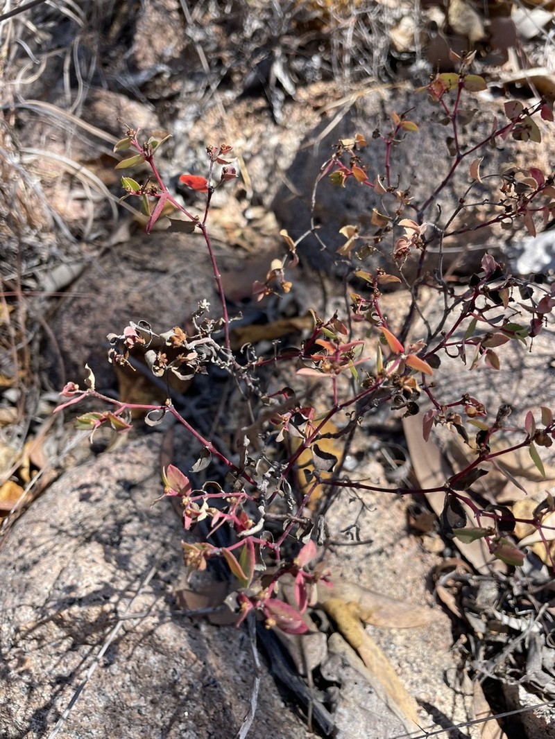 Euphorbia carissoides photo 5