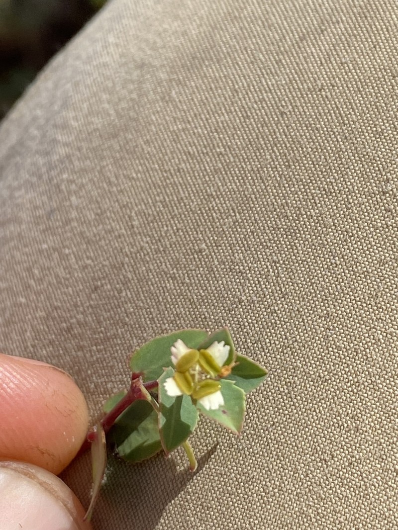 Euphorbia carissoides photo 7