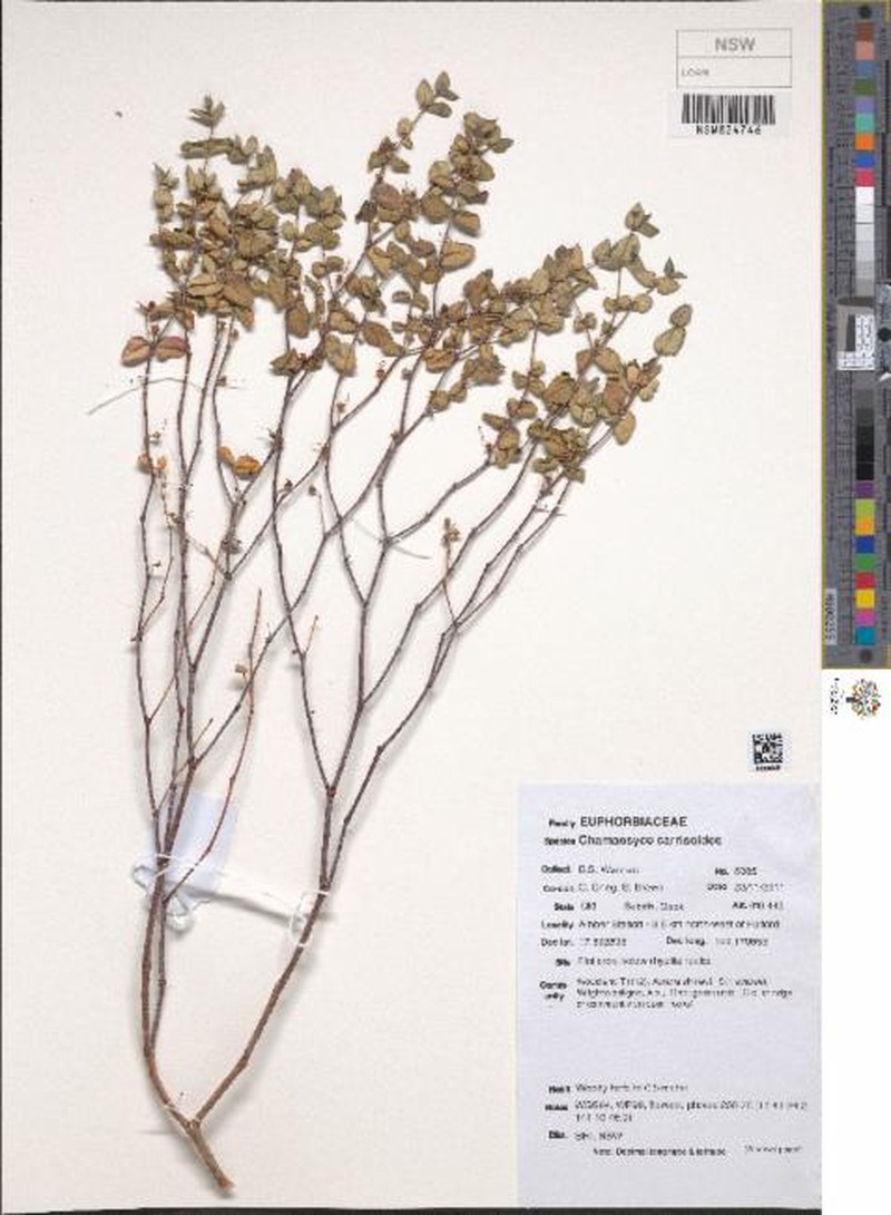 Euphorbia carissoides photo 8