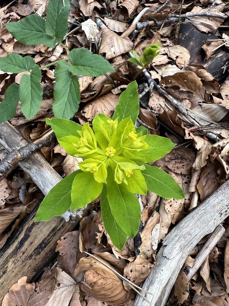 Euphorbia carniolica