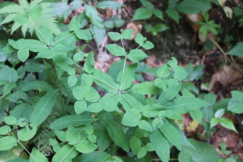 Euphorbia carniolica photo 2
