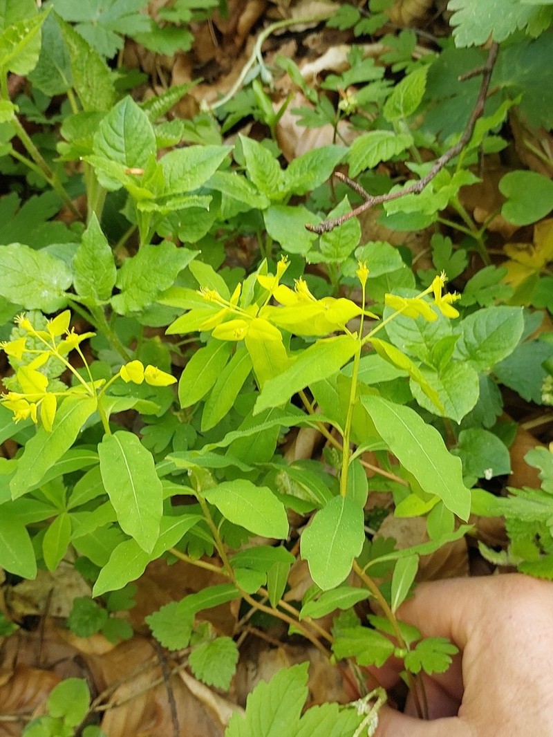 Euphorbia carniolica photo 3