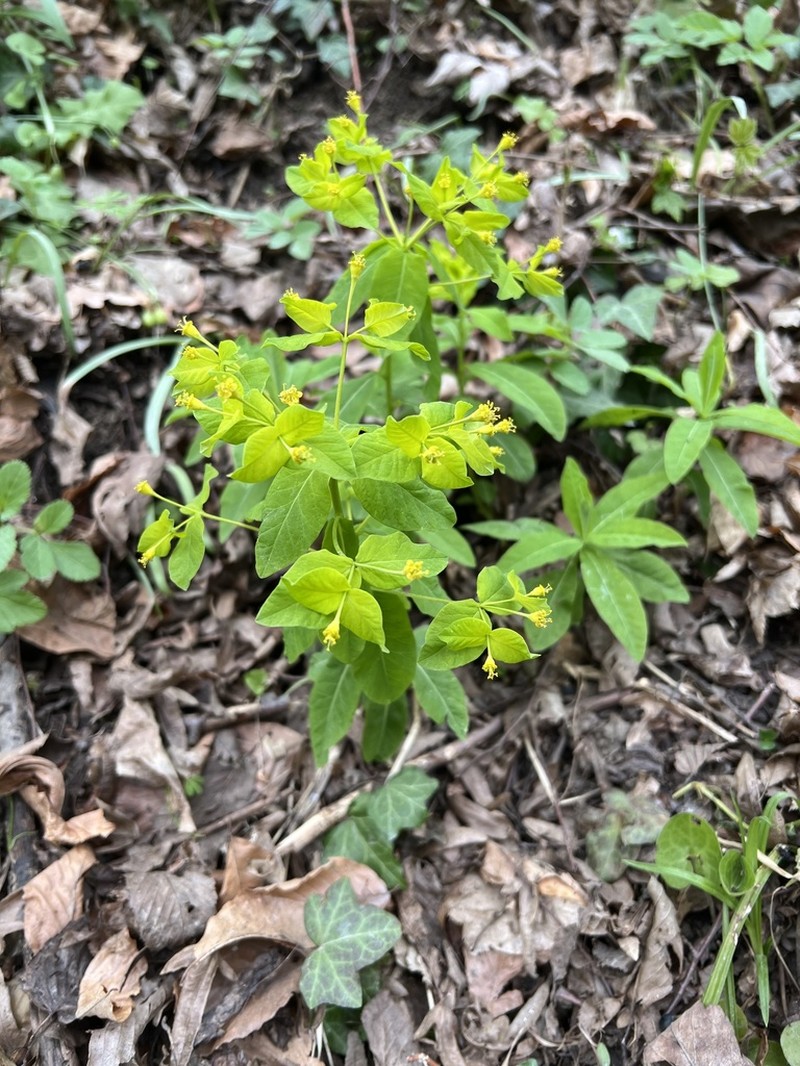 Euphorbia carniolica photo 4