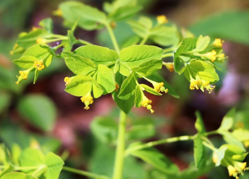 Euphorbia carniolica photo 6