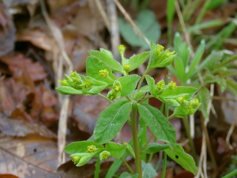 Euphorbia carniolica photo 8