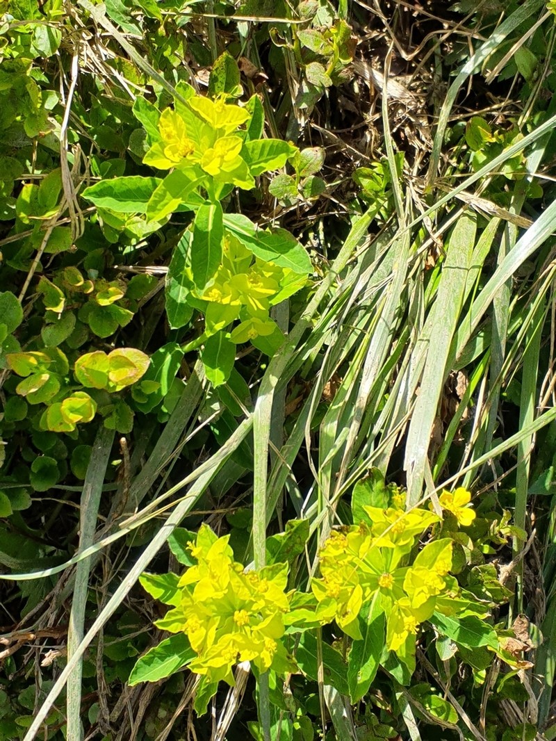 Euphorbia carpatica
