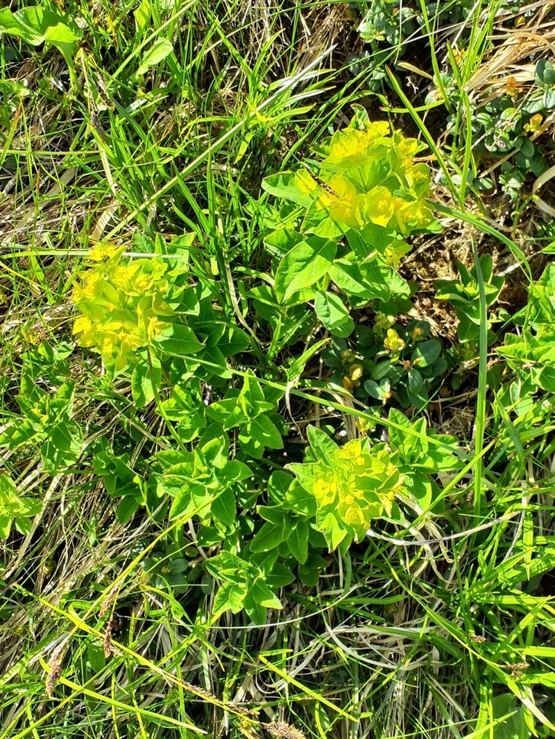 Euphorbia carpatica photo 3