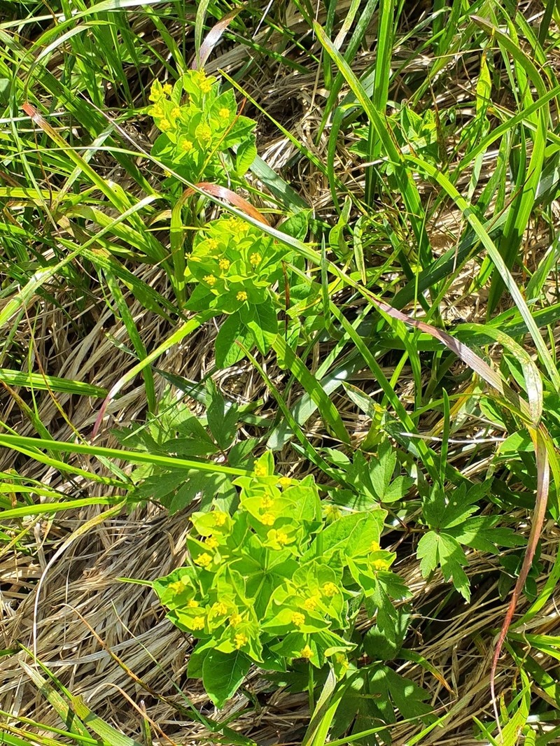 Euphorbia carpatica photo 4