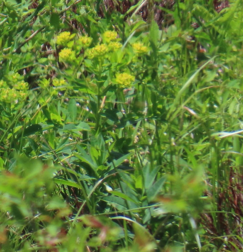 Euphorbia carpatica photo 5